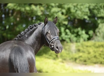 Hanoverian, Gelding, 3 years, 16,1 hh, Black