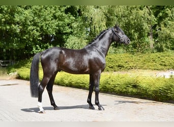 Hanoverian, Gelding, 3 years, 16,1 hh, Black