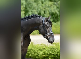 Hanoverian, Gelding, 3 years, 16,1 hh, Black