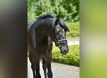 Hanoverian, Gelding, 3 years, 16,1 hh, Black