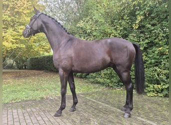Hanoverian, Gelding, 3 years, 16,1 hh, Black