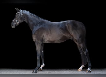Hanoverian, Gelding, 3 years, 16,1 hh, Black