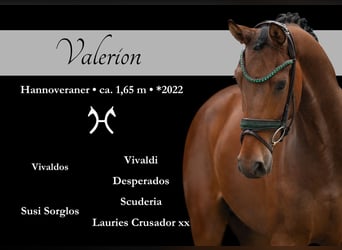 Hanoverian, Gelding, 3 years, 16,1 hh, Brown