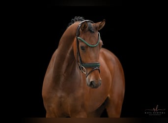 Hanoverian, Gelding, 3 years, 16,1 hh, Brown