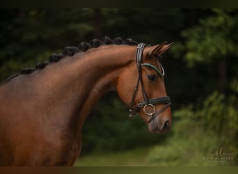 Hanoverian, Gelding, 3 years, 16,1 hh, Brown