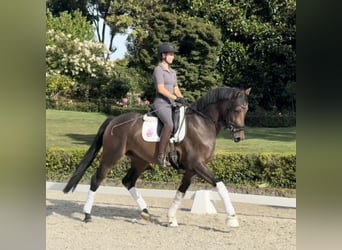 Hanoverian, Gelding, 3 years, 16,1 hh, Brown