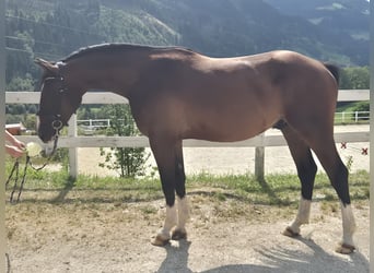 Hanoverian, Gelding, 3 years, 16,1 hh, Brown