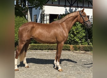 Hanoverian, Gelding, 3 years, 16,1 hh, Chestnut