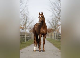 Hanoverian, Gelding, 3 years, 16,1 hh, Chestnut
