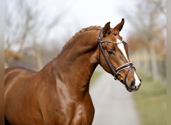 Hanoverian, Gelding, 3 years, 16,1 hh, Chestnut