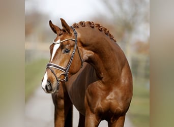 Hanoverian, Gelding, 3 years, 16,1 hh, Chestnut