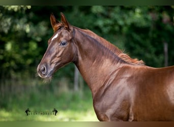 Hanoverian, Gelding, 3 years, 16,1 hh, Chestnut