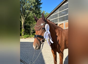 Hanoverian, Gelding, 3 years, 16,1 hh, Chestnut-Red