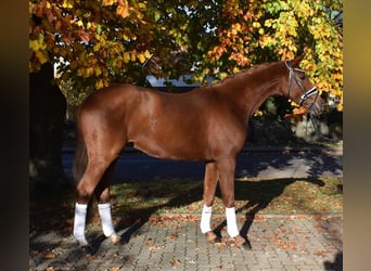 Hanoverian, Gelding, 3 years, 16,1 hh, Chestnut-Red