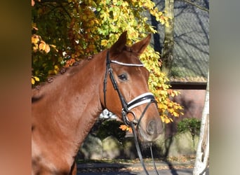 Hanoverian, Gelding, 3 years, 16,1 hh, Chestnut-Red