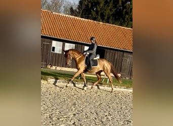Hanoverian, Gelding, 3 years, 16,1 hh, Chestnut-Red