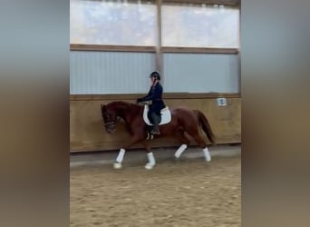 Hanoverian, Gelding, 3 years, 16,1 hh, Chestnut-Red