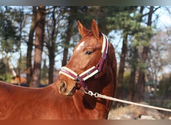 Hanoverian, Gelding, 3 years, 16,1 hh, Chestnut-Red