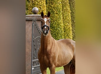 Hanoverian, Gelding, 3 years, 16,1 hh, Chestnut-Red