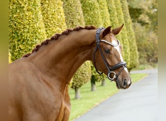 Hanoverian, Gelding, 3 years, 16,1 hh, Chestnut-Red