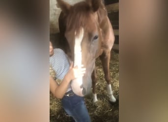 Hanoverian, Gelding, 3 years, 16,1 hh, Chestnut-Red