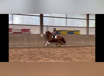 Hanoverian, Gelding, 3 years, 16,1 hh, Chestnut-Red