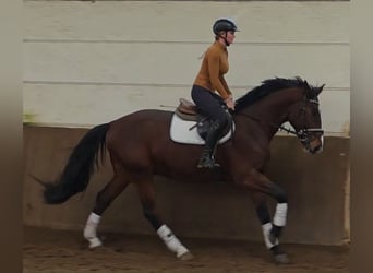 Hanoverian, Gelding, 3 years, 16,2 hh, Bay-Dark