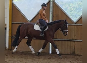 Hanoverian, Gelding, 3 years, 16,2 hh, Bay-Dark