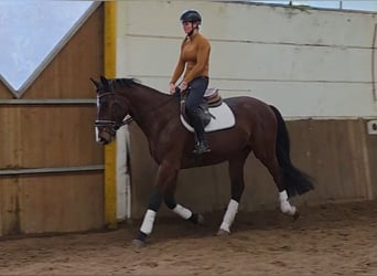 Hanoverian, Gelding, 3 years, 16,2 hh, Bay-Dark