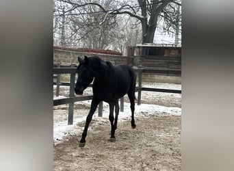 Hanoverian, Gelding, 3 years, 16,2 hh, Black