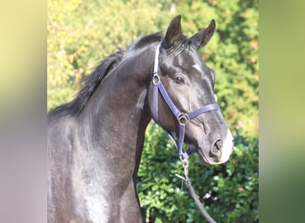 Hanoverian, Gelding, 3 years, 16,2 hh, Black
