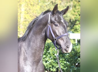 Hanoverian, Gelding, 3 years, 16,2 hh, Black