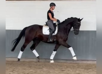 Hanoverian, Gelding, 3 years, 16,2 hh, Black