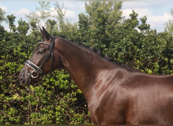 Hanoverian, Gelding, 3 years, 16,2 hh, Black