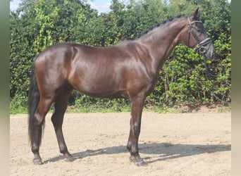 Hanoverian, Gelding, 3 years, 16,2 hh, Black