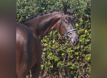 Hanoverian, Gelding, 3 years, 16,2 hh, Black