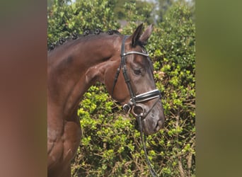 Hanoverian, Gelding, 3 years, 16,2 hh, Black