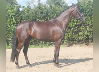 Hanoverian, Gelding, 3 years, 16,2 hh, Black