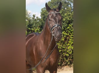Hanoverian, Gelding, 3 years, 16,2 hh, Black