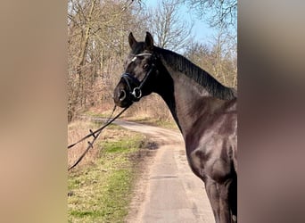 Hanoverian, Gelding, 3 years, 16,2 hh, Black