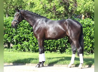 Hanoverian, Gelding, 3 years, 16,2 hh, Black