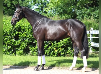 Hanoverian, Gelding, 3 years, 16,2 hh, Black