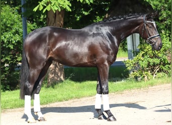 Hanoverian, Gelding, 3 years, 16,2 hh, Black