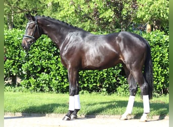 Hanoverian, Gelding, 3 years, 16,2 hh, Black
