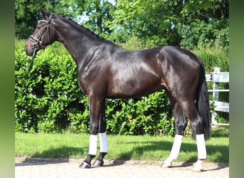 Hanoverian, Gelding, 3 years, 16,2 hh, Black
