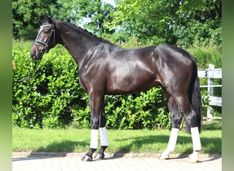 Hanoverian, Gelding, 3 years, 16,2 hh, Black