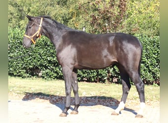 Hanoverian, Gelding, 3 years, 16,2 hh, Black