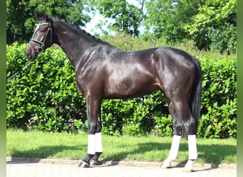 Hanoverian, Gelding, 3 years, 16,2 hh, Black