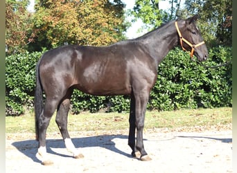 Hanoverian, Gelding, 3 years, 16,2 hh, Black