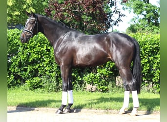 Hanoverian, Gelding, 3 years, 16,2 hh, Black